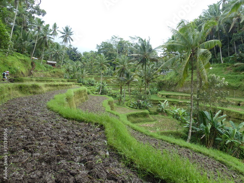 rice fields in Bali