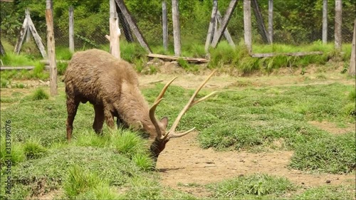 Deer with antler at breeding park eating and grassing.