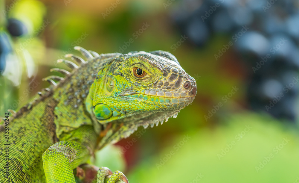 Fototapeta premium Green iguana resting on a branch, takes a sun bath and eats a grape.