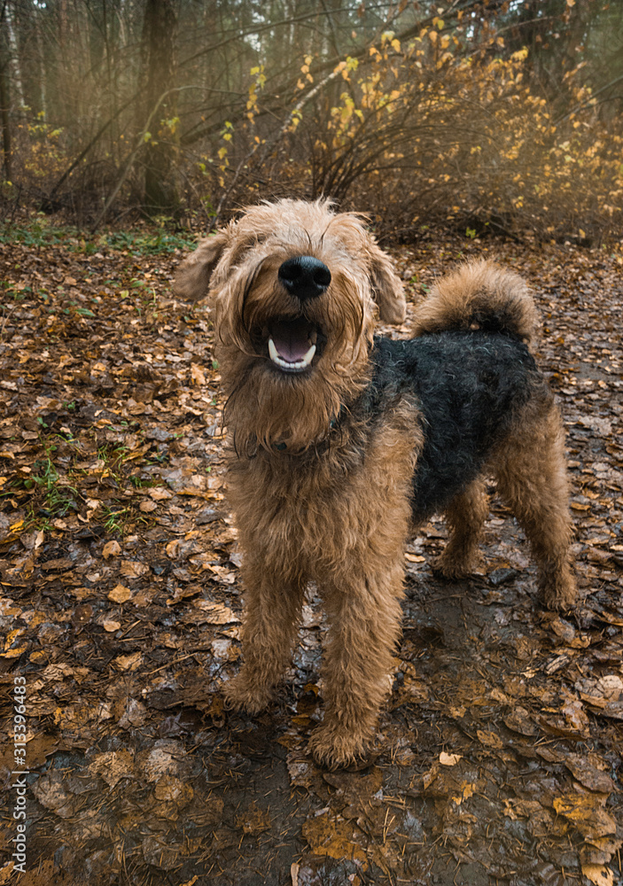 Happy Welsh Terrier in the autumn forest