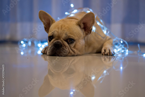French bulldog lying on floor under the decorative lights