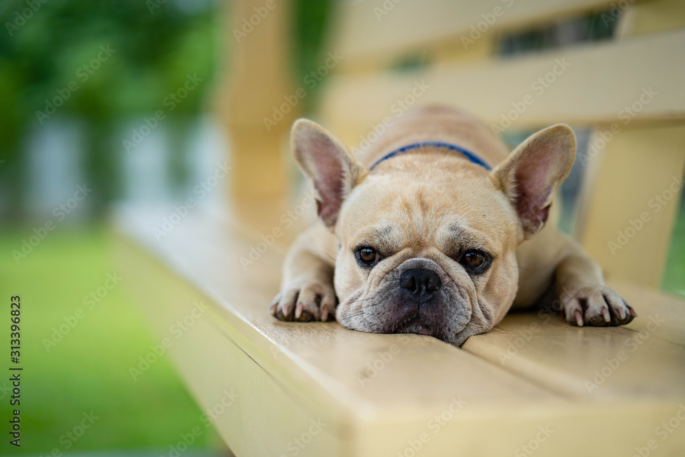 Cute looking french bulldog lying on wooden chair in park.