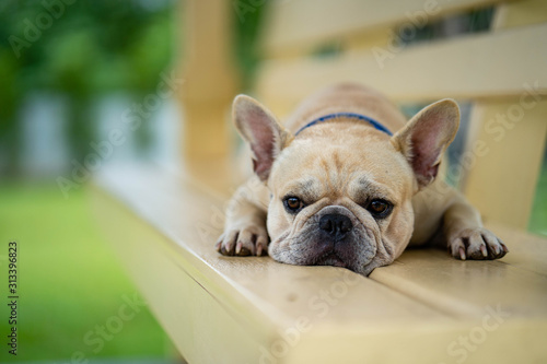 Cute looking french bulldog lying on wooden chair in park. © tienuskin