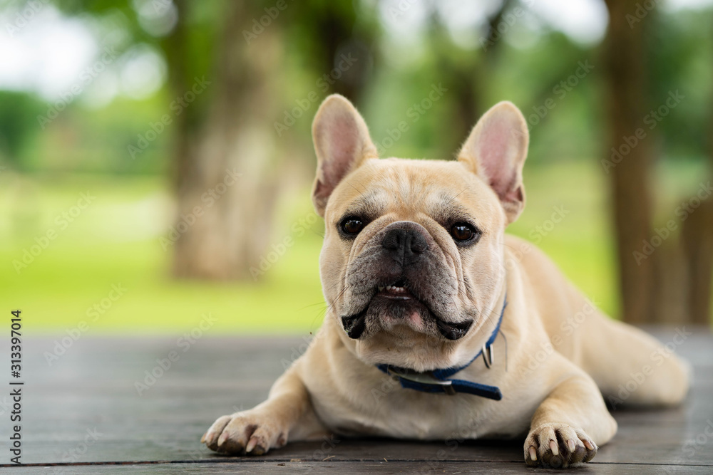 Cute looking french bulldog lying on wooden chair in park.