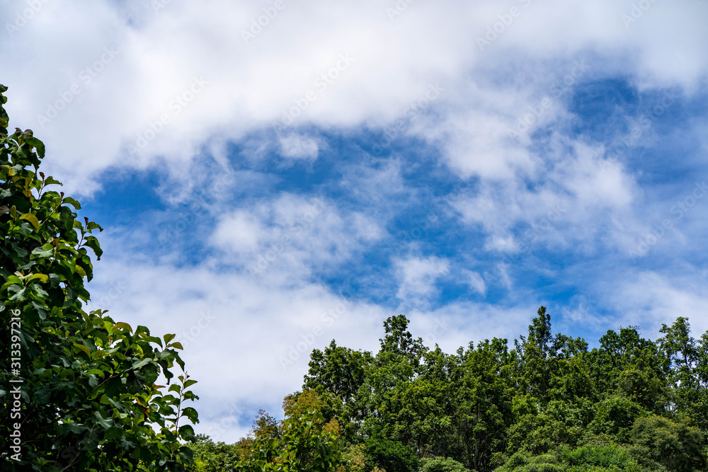 Tree branches against the cloudy blue sky.