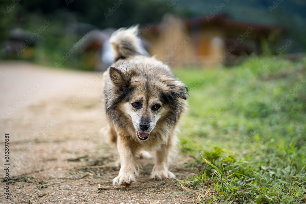 cute country dog walking along the road.