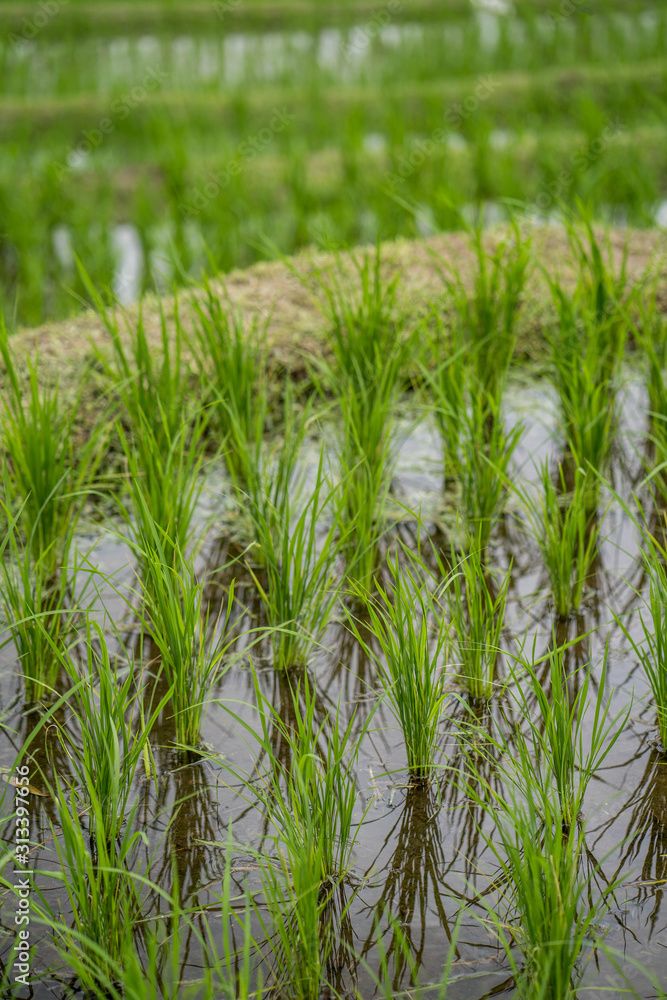 Beautiful green rice paddy field at the village. Beautiful green rice paddy field at the village.