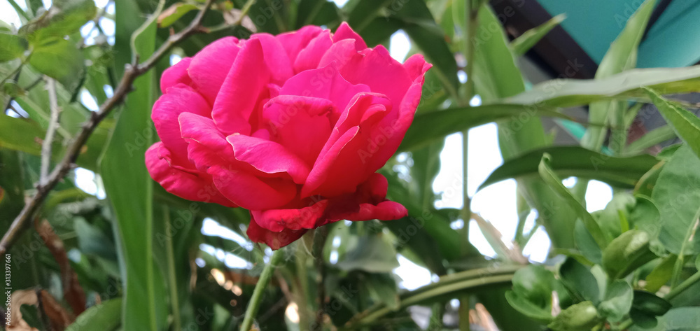 red rose in the garden red rose in the garden