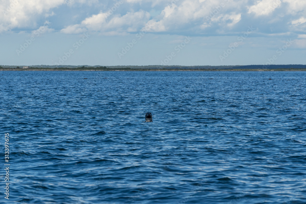 Gray seals swimming in blue Baltic Sea, Harilaid, Estonia, Europe Gray seals swimming in blue Baltic Sea, Harilaid, Estonia, Europe