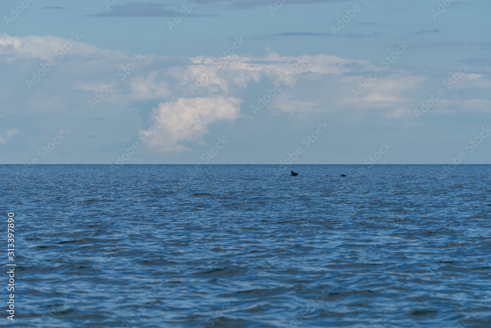 Gray seals swimming in blue Baltic Sea, Harilaid, Estonia, Europe Gray seals swimming in blue Baltic Sea, Harilaid, Estonia, Europe