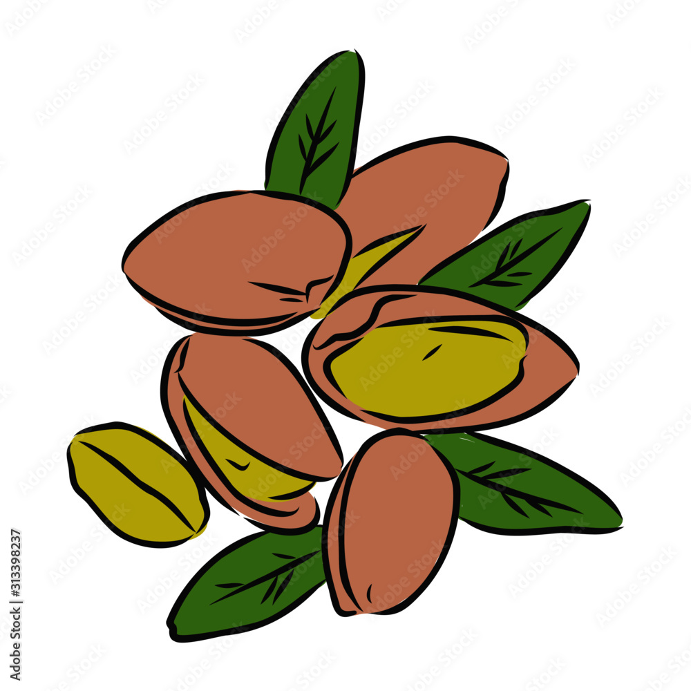 vector illustration of pistachios vector illustration of pistachios