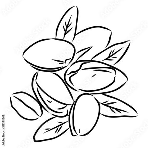 vector illustration of pistachios