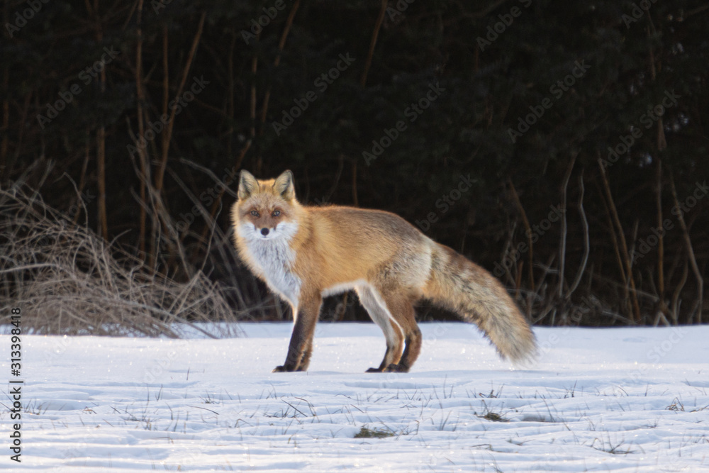 Obraz premium キタキツネ