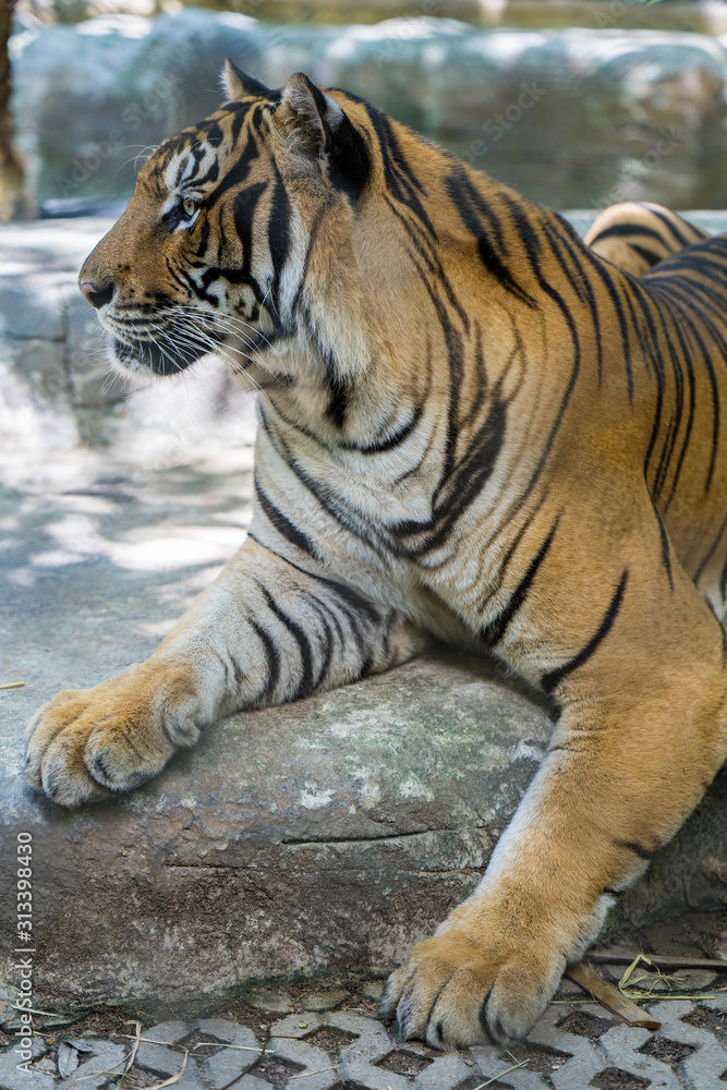 Fototapeta premium Big tiger lying in shade at tiger zoo.