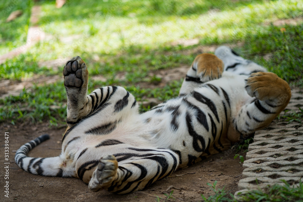 Fototapeta premium Giant bangor tiger lying on the ground