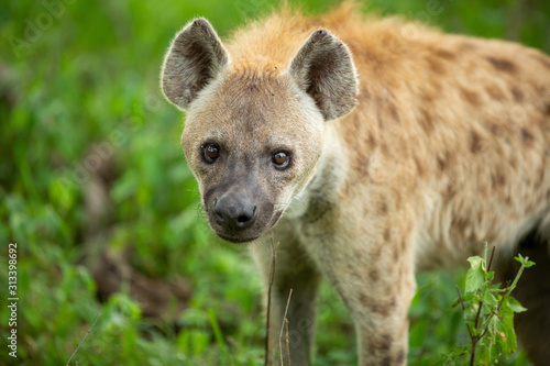 Spotted hyaena up close and personal 