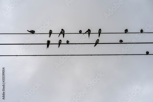 Group of swallow Hirundinidae Bird at power lines against dark sky.