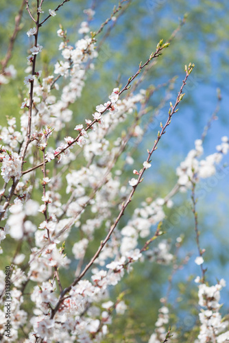 Blossoming cherry with white flowers © epitavi