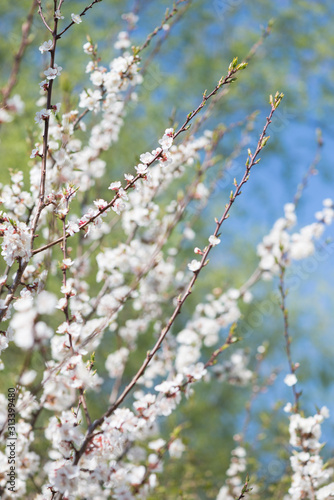 Blossoming cherry with whit...