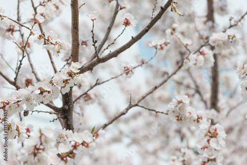 White cherry flowers