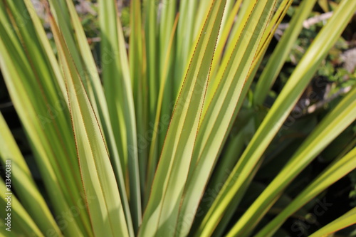 Closeup of the thin yellow leaves of a palm plant.