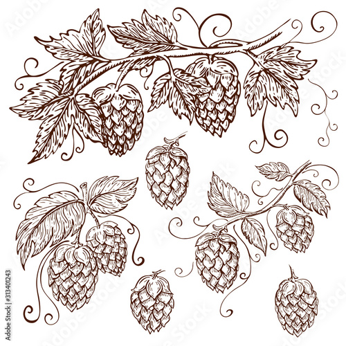 hand drawn hops collection isolated on white. vector hop illustration with leaves, branches and cones in engraving vintage style with curly tendrils. great for packing, beer label design, pub emblem.