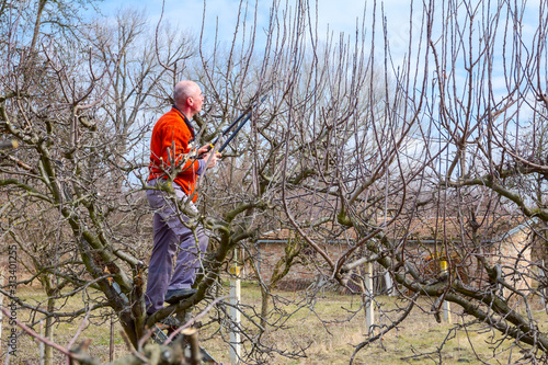 Gardener is cutting branches, pruning fruit trees with pruning shears in the orchard © Roman_23203
