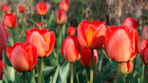 A group of red tulips in the park. Morning in the dew, Spring landscape. Close-up, blur.