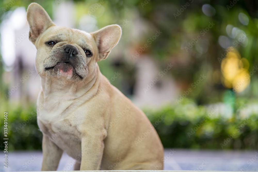 Funny french bulldog sitting at balcony playing with its owner.