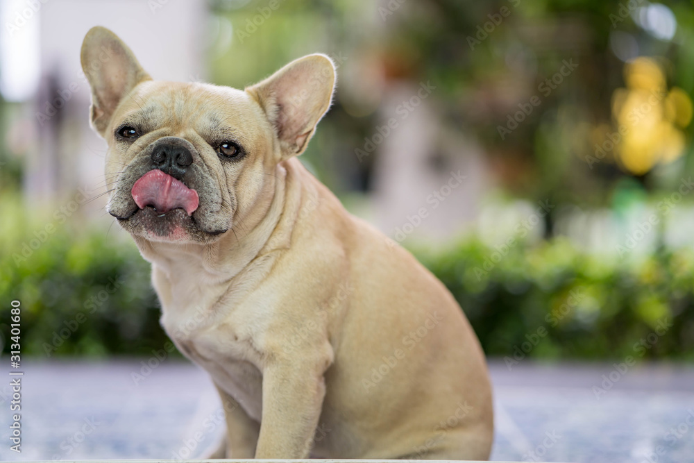 Funny french bulldog sitting at balcony playing with its owner. Funny french bulldog sitting at balcony playing with its owner.