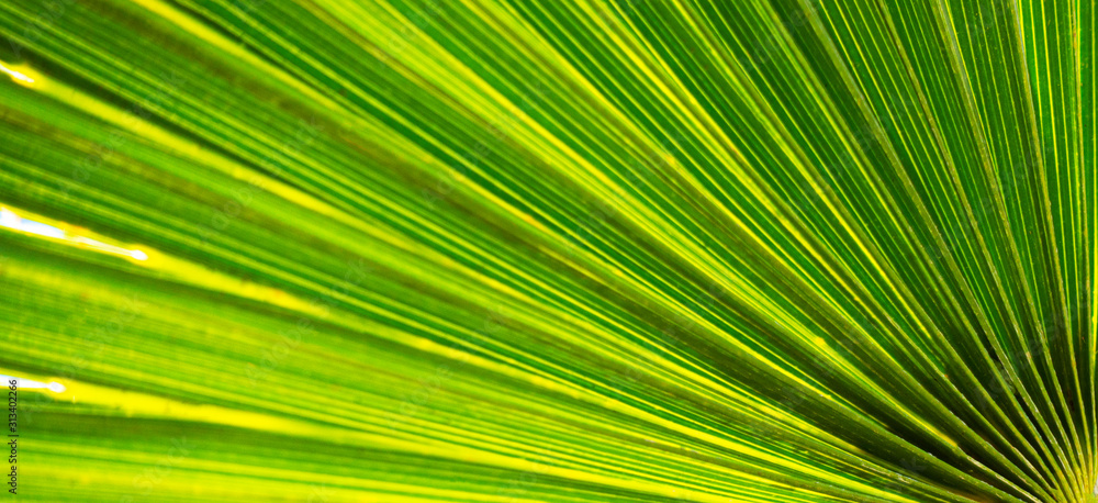 Close up of natural growing green palm leave texture background Close up of natural growing green palm leave texture background