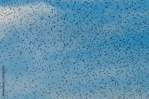 Grupo de estorninos comunes (sturnus vulgaris) volando al atardecer © David