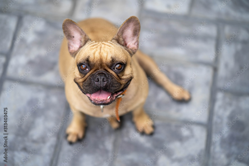 Obraz premium Smile french bulldog looking to the camera.