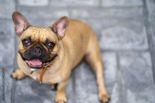 Portrait of cute french bulldog looking to camera.