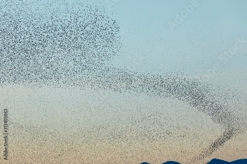 Grupo de estorninos comunes (sturnus vulgaris) volando al atardecer photo