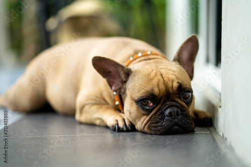 french bulldog puppy sitting © tienuskin