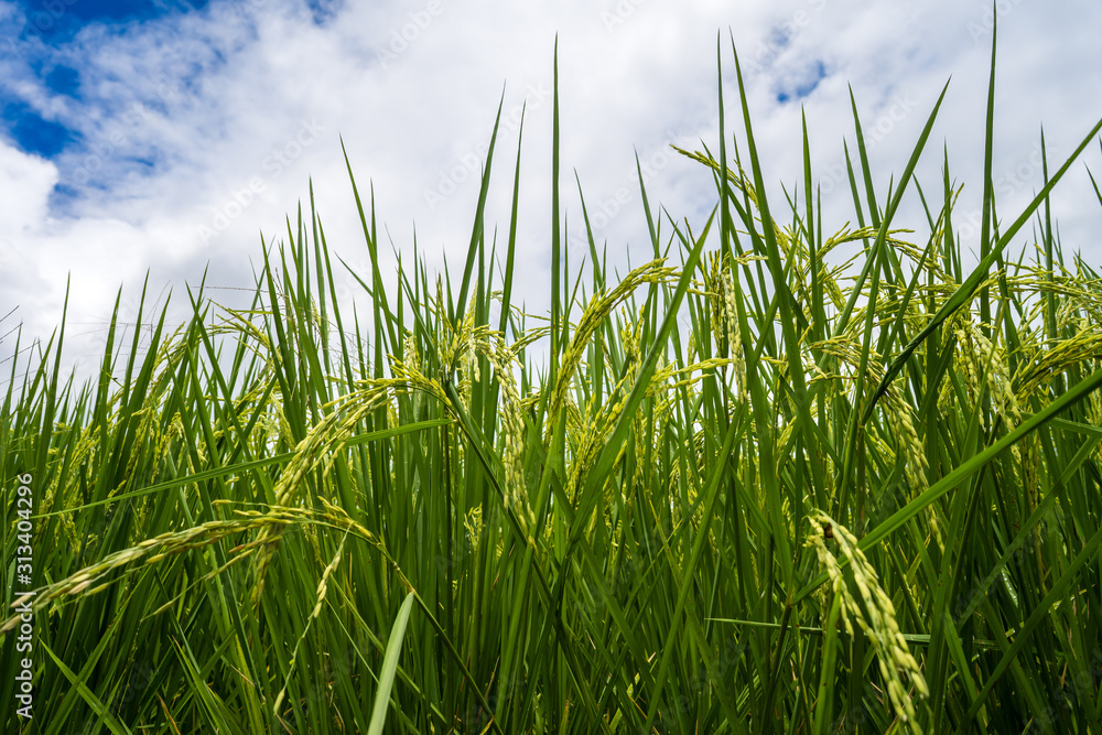 Obraz premium Rice paddy fields against cloudy sky.