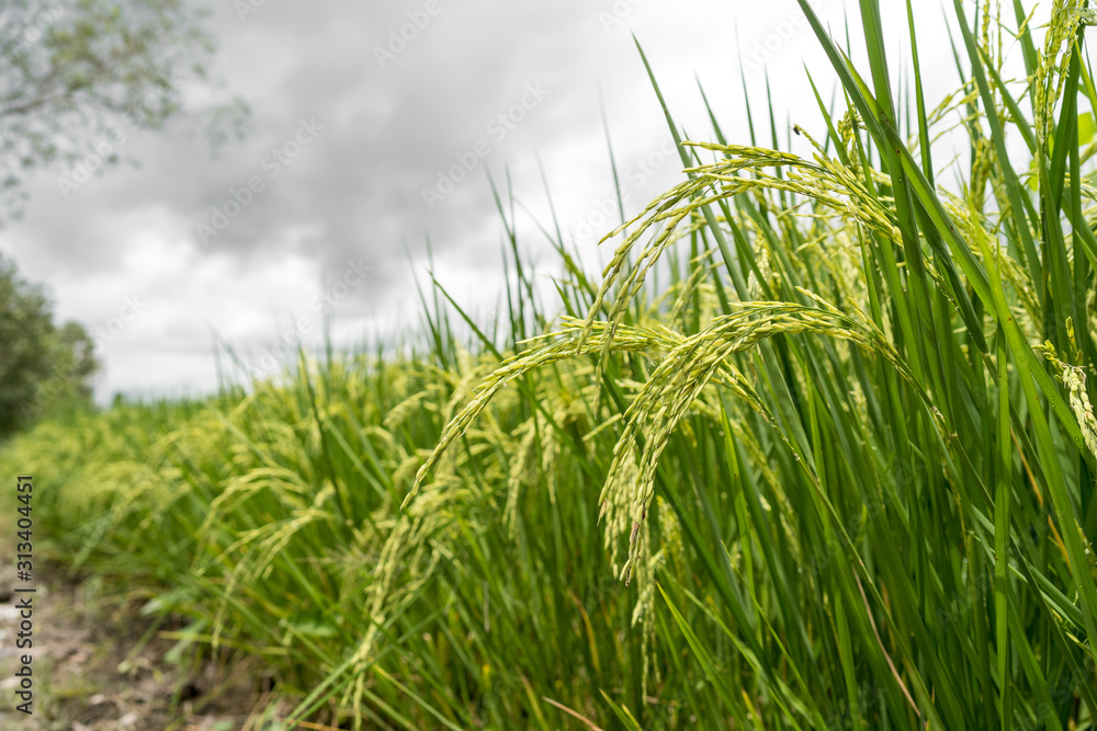 Fototapeta premium Rice paddy fields against cloudy sky.