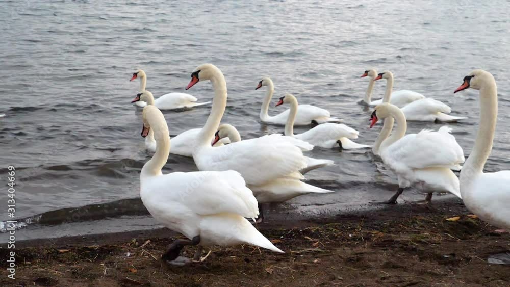 Slow motion of white swan swiming in the evening at Yamanaka Lake, Yamanashi, Japan Slow motion of white swan swiming in the evening at Yamanaka Lake, Yamanashi, Japan