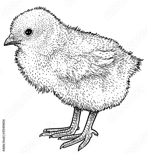 Chick illustration, drawing, engraving, ink, line art, vector