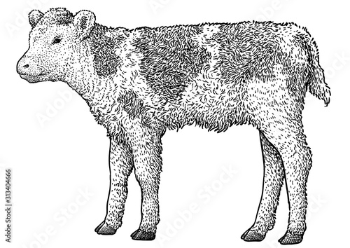 Calf illustration, drawing, engraving, ink, line art, vector