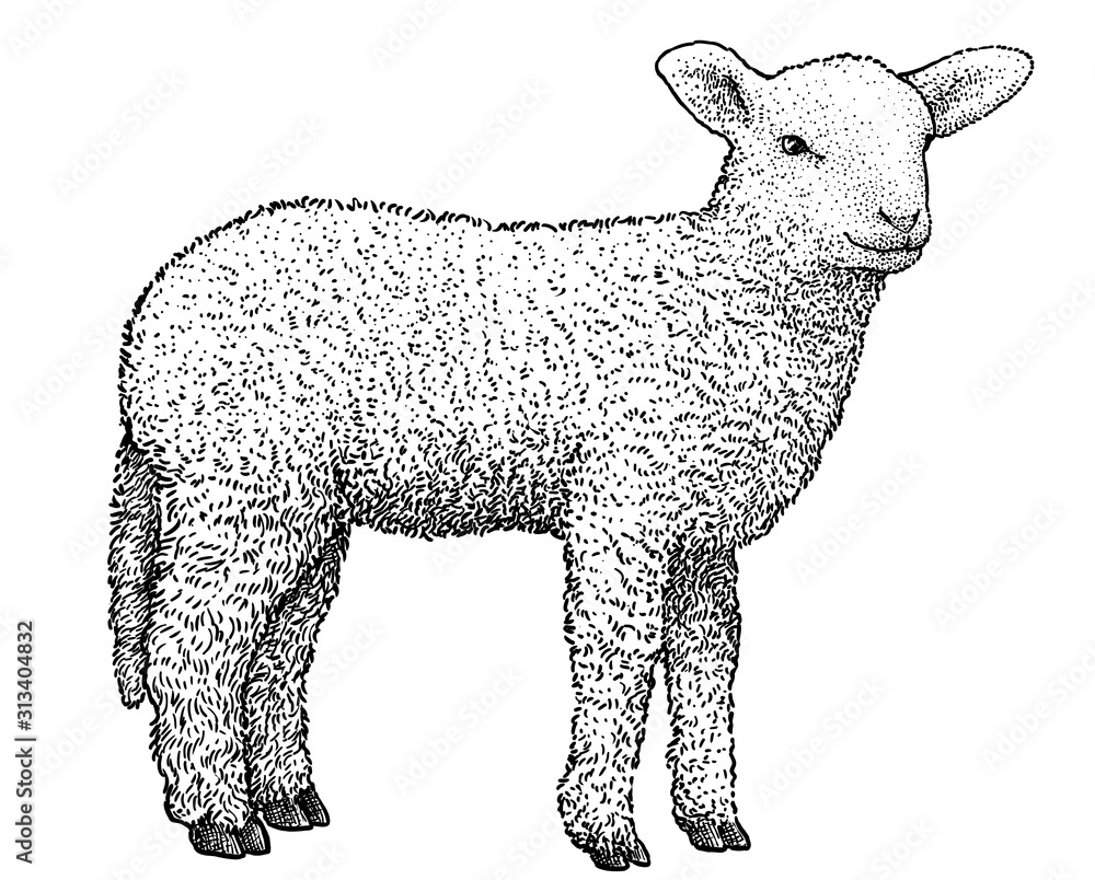 Lamb illustration, drawing, engraving, ink, line art, vector Stock