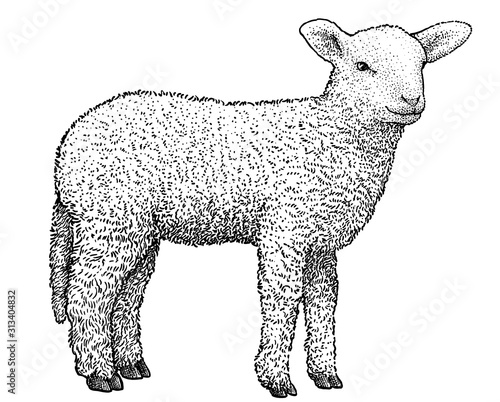 Lamb illustration, drawing, engraving, ink, line art, vector photo