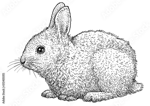 Small rabbit illustration, drawing, engraving, ink, line art, vector