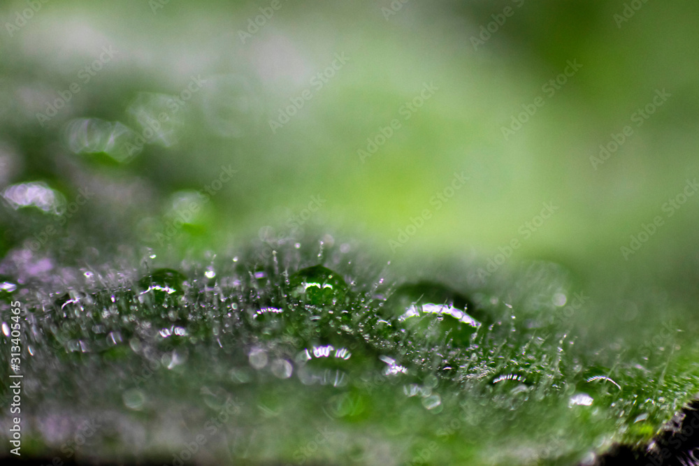 Natural background.Green violet leaves in drops of water.Sample focus. Macro photo. Leaves with a small pile. Natural background.Green violet leaves in drops of water.Sample focus. Macro photo. Leaves with a small pile.