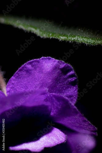 Fototapeta Naklejka Na Ścianę i Meble -  Macro photo of a violet petal. Selective focus.