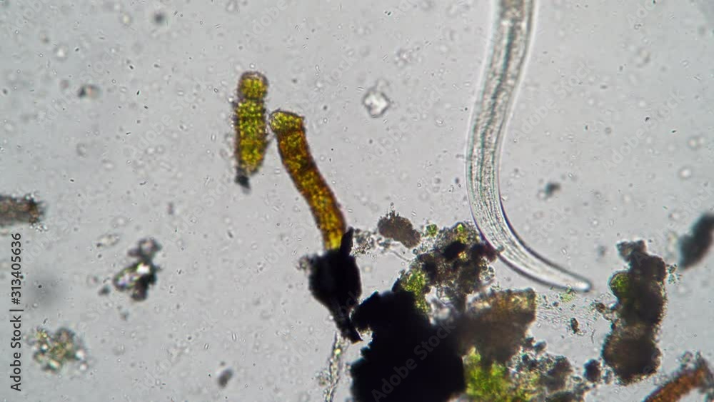 Nematode worm close-up between bacteria and algae looking for food ...