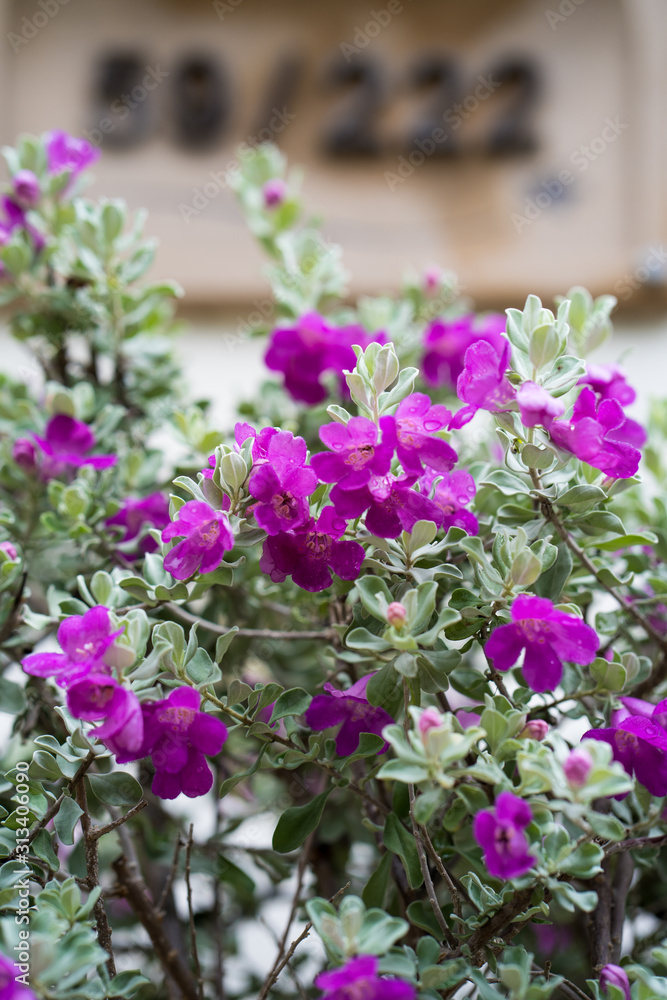 Beautiful blossom Leucophyllum frutescens in plant pot at garden. Beautiful blossom Leucophyllum frutescens in plant pot at garden.