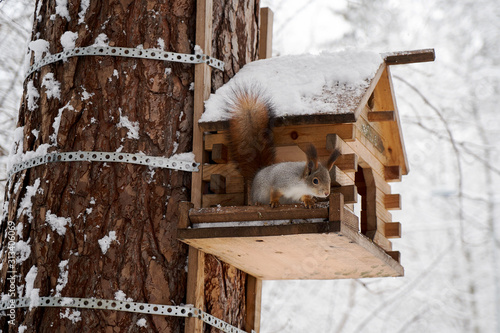 Wild squirrel portrait in winter forest. Red squirrel jumping photo