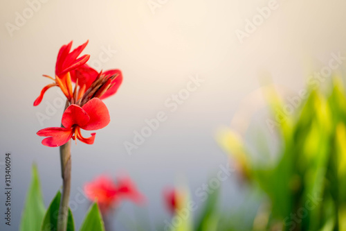 Beautiful blossom red Canna flower along the lake.